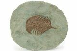 Bargain, Trilobite (Pseudosaukianda) - Issafen, Morocco #233333-1
